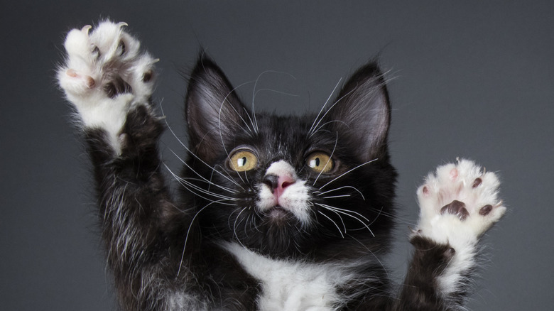 Black and white kitten with paws up in the air