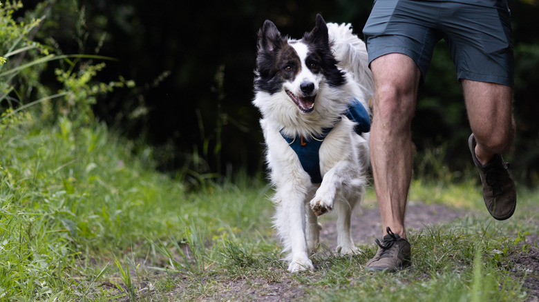 A large dog running outdoors next to a man in shorts.