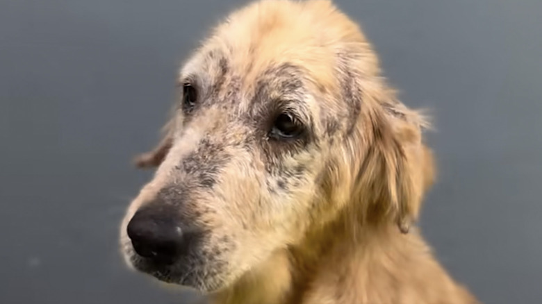 Birdie the golden retriever was a mangy stray before being rescued.