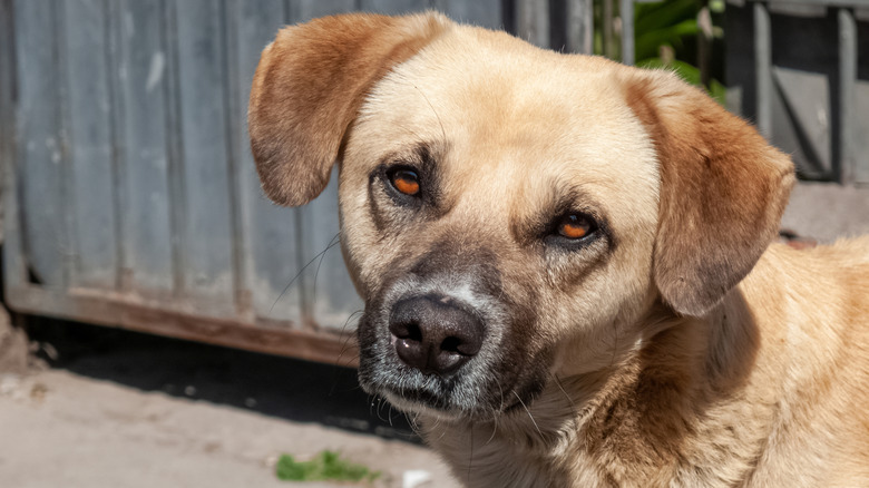 A stray dog out on the street.