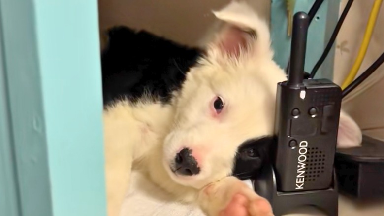 White puppy behind a desk with black spot on its eye looks sleepily ahead.
