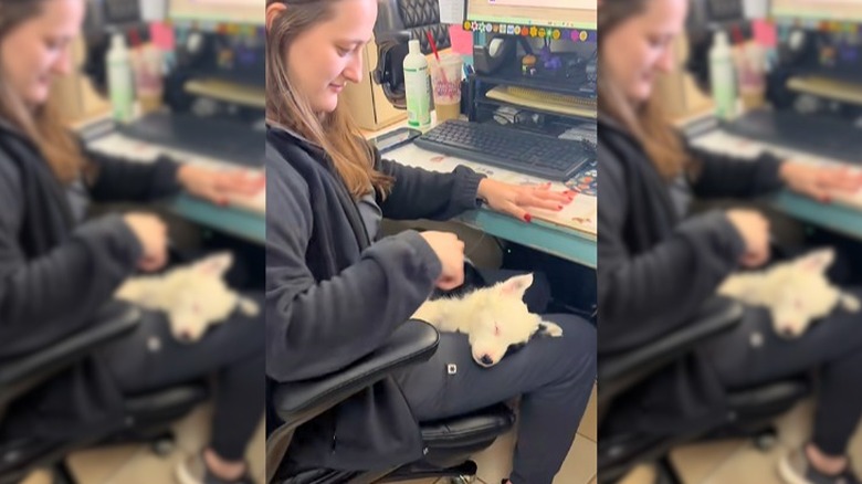 Sleeping white and black puppy lies in the lap of a vet technician.