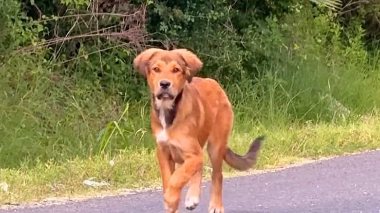 Stray puppy walks down a street.