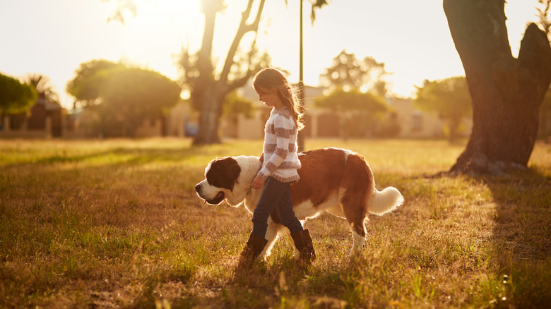 A young girl walking next to a Saint Bernard at dusk.