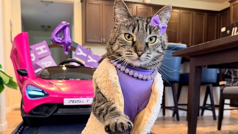 Grey cat with purple bow, shirt and necklace, and a furry sleeveless jacket in front of a toy convertible in a house.