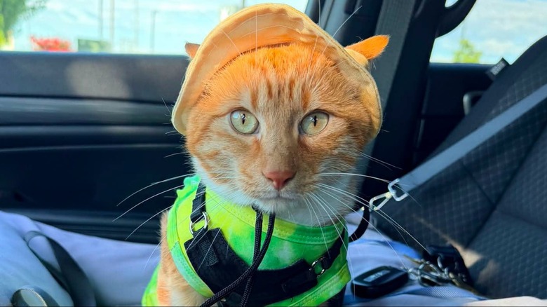 Orange cat in yellow hat and lime green shirt and harness sits in the front seat of a car.