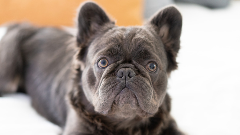 Fluffy French bulldog lying down and looking at the camera.