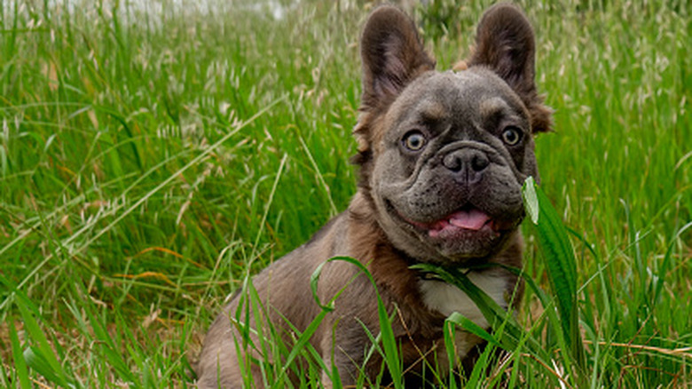 A fluffy French bulldog in a field of long grass.