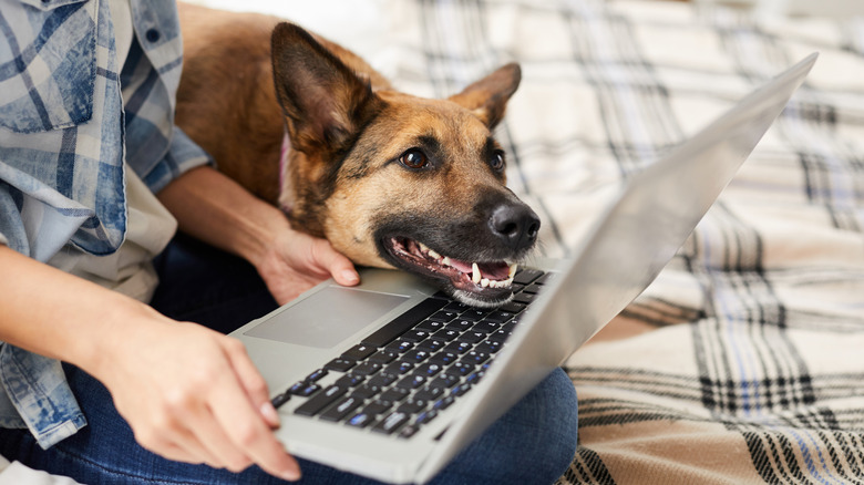 Big dog seeking attention from its owner who's using a computer.
