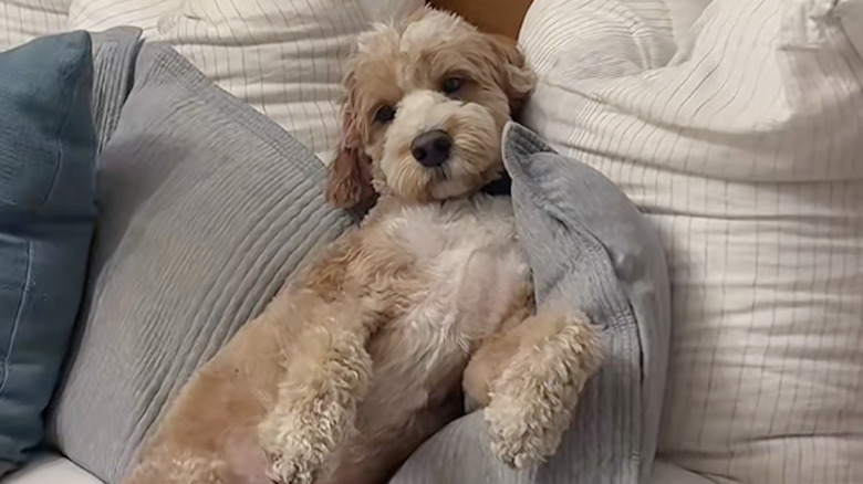 Knox the goldendoodle from TikTok likes to be treated like a toddler at bedtime.