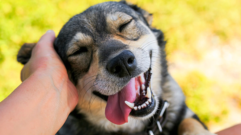 A happy dog with its tongue out gets patted.