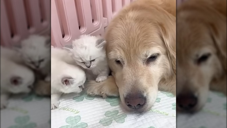 Two kittens lying next to a golden retriever.