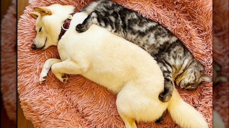A Shiba inu and a cat cuddling on a fuzzy pink bed.