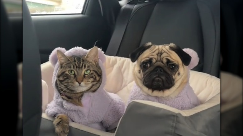 A pug and a tabby cat in matching pajamas riding in the backseat of a car.