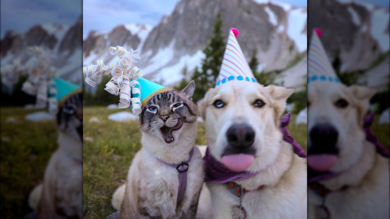 A dog and a cat sitting outdoors in party hats.