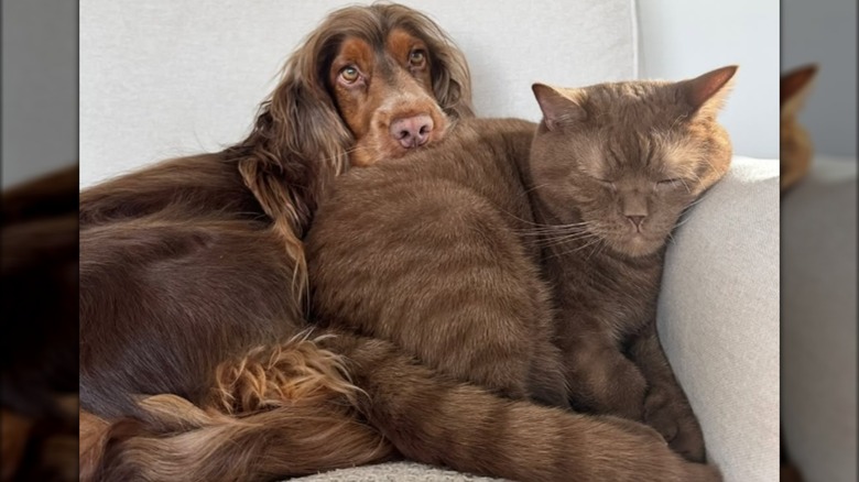A cocker spaniel and brown cat cuddling on a couch.