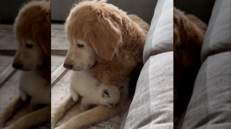 A senior golden retriever cuddling with a white kitten.