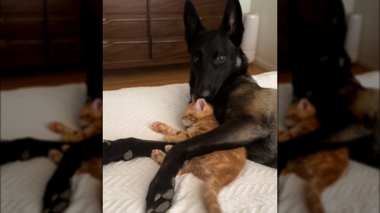 A Belgian Malinois with his arms wrapped around an orange cat.