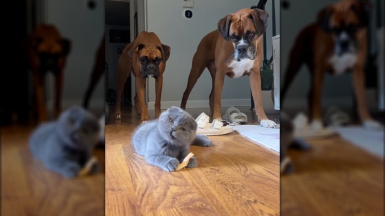 Two large boxer dogs watching a gray cat.