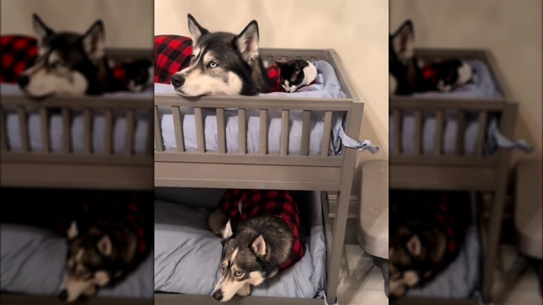 Two Siberian huskies and small cat in matching beds, resting on bunk beds.