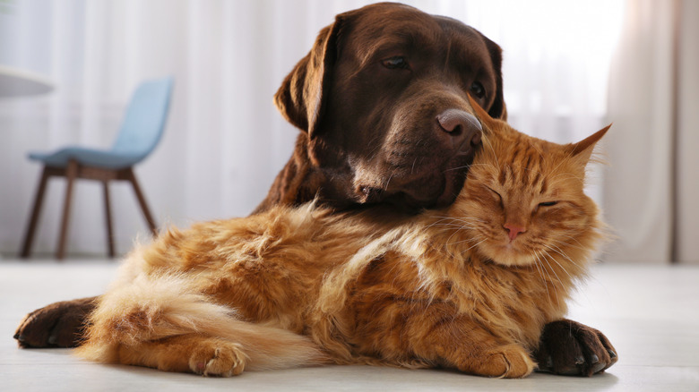 A chocolate brown dog nuzzling an orange cat.