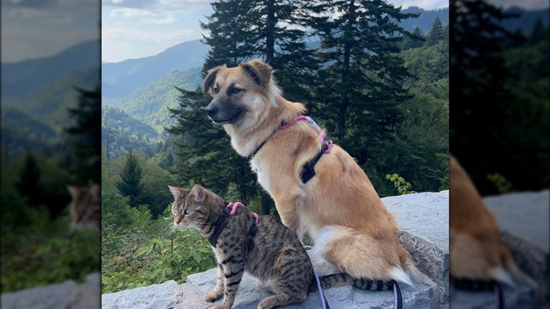 A leashed cat and dog sitting outdoors.
