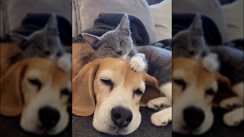 A gray cat lying with a beagle.