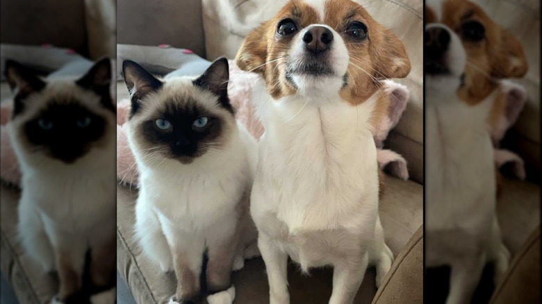A blue-eyed cat and a small dog sitting next to each other.