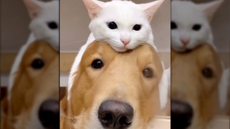 A pure white cute lying on a golden retriever's head
