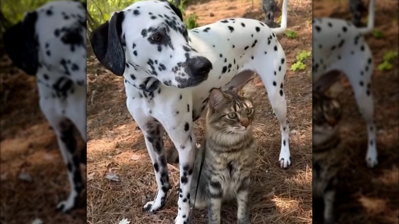 A dalmatian standing outdoors next to a tabby cat on a leash.