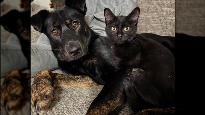 A black cat and a black dog cuddling.