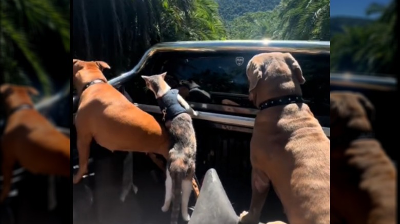 Two pit bulls and cat riding in the back of a pickup truck.