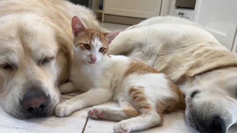 A cat sitting inbetween two golden retrievers.
