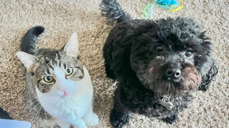 A cat and a black dog looking up toward the ceiling.
