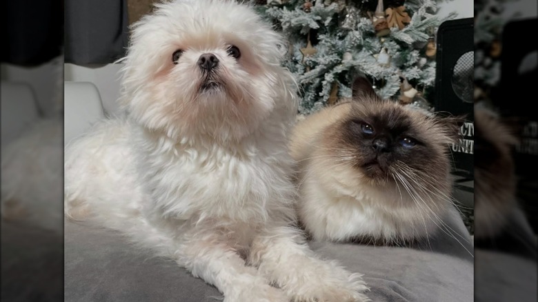 A white dog and a cat sitting next to each other in front of a Christmas tree.