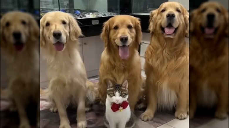 Three golden retrievers sitting behind a cat in a red bow tie.