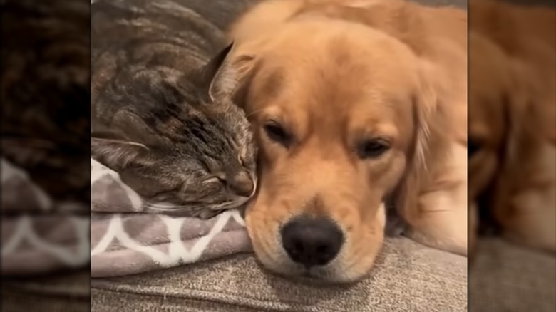 A tabby cat and a golden retriever lying next to each other.