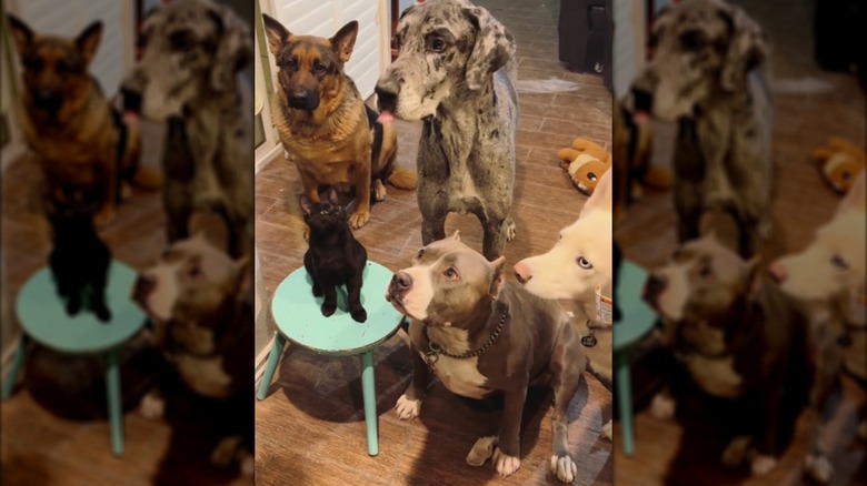Four large dogs and black cat waiting for a treat.