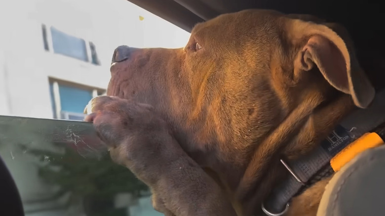 Pit bull looking out a car window