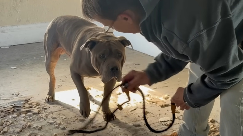 Pit bull looking leery of a potential rescuer