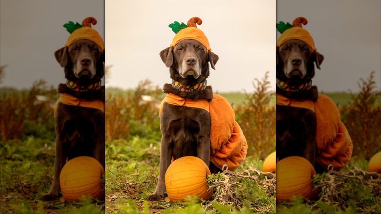 Labrador retriever dressed as a pumpkin