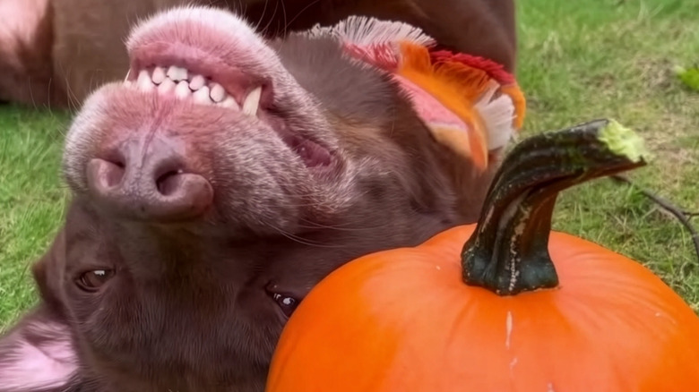 Labrador retriever lying on the ground with a pumpkin