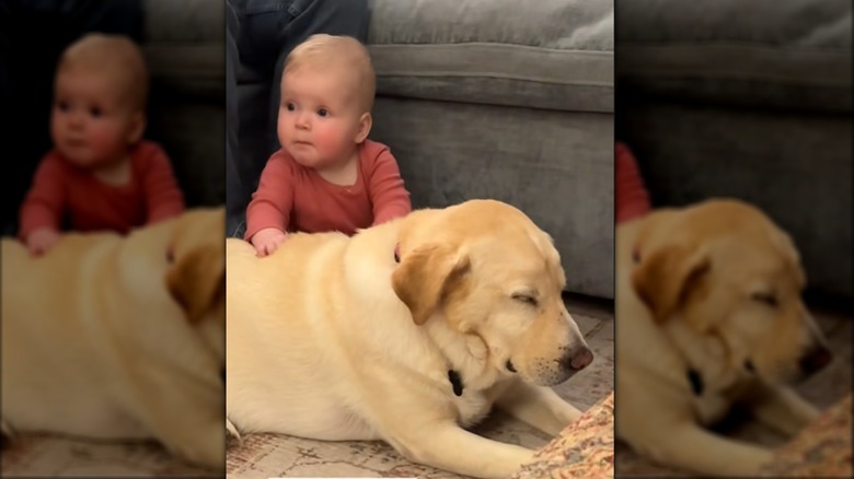 Dog sniffing baby, meeting for first time