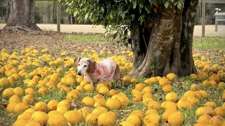 Daisy the Old Lady dachshund from TikTok walking in a lemon grove.