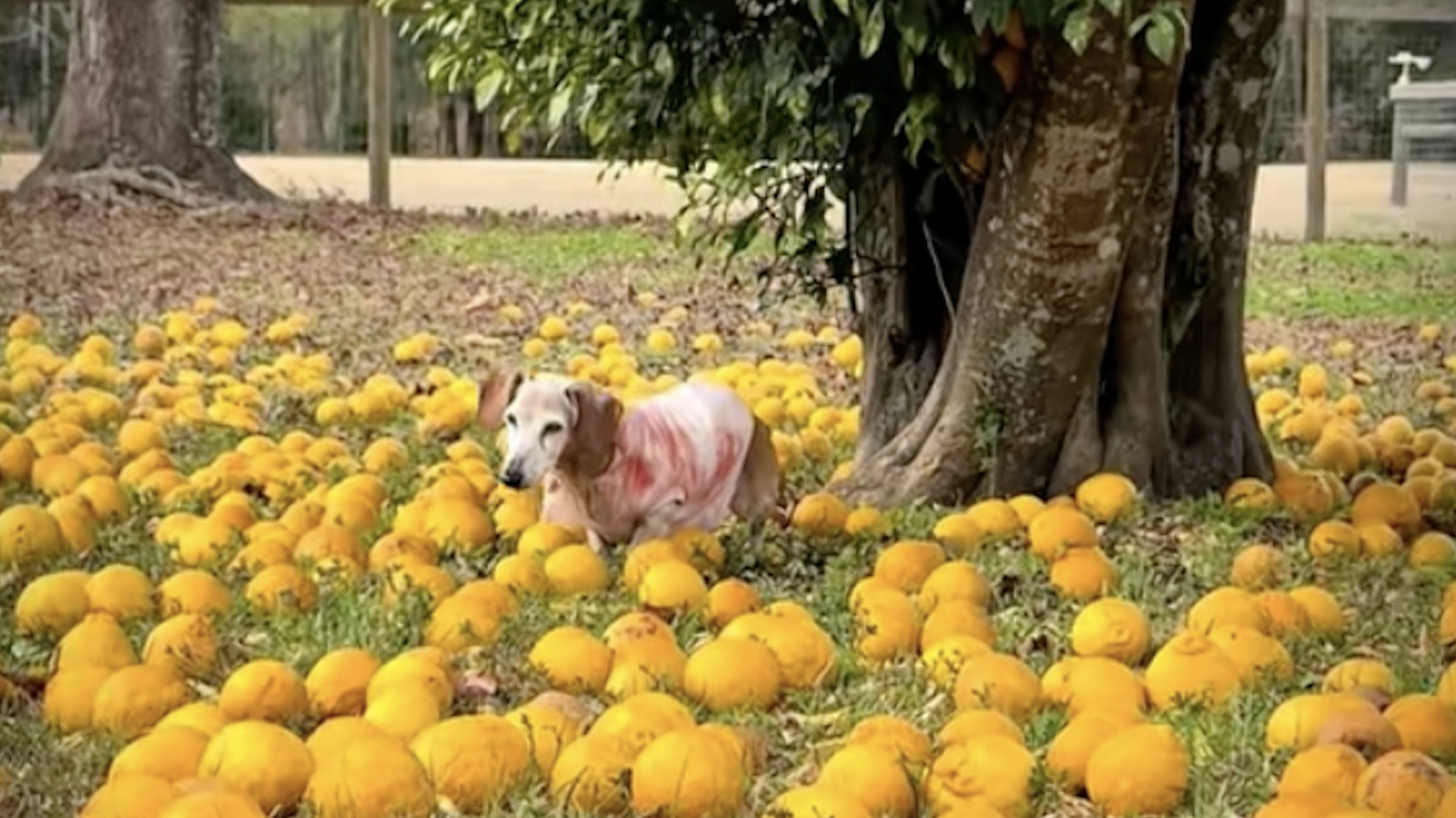 Come Prancing 'Sweetheart' Senior Dachshund Prancing In A Field Of Lemons Looks Like ...