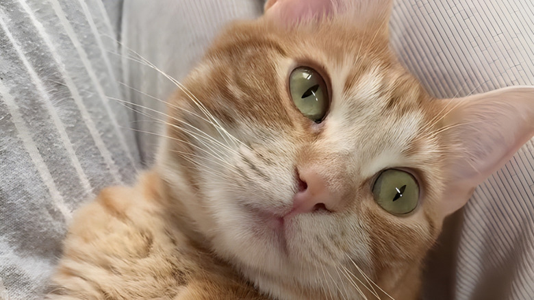Close-up of ginger cat