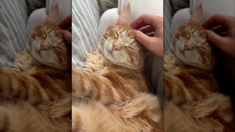 Ginger cat getting head skritches