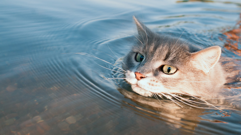 Gray cat floating on the river.