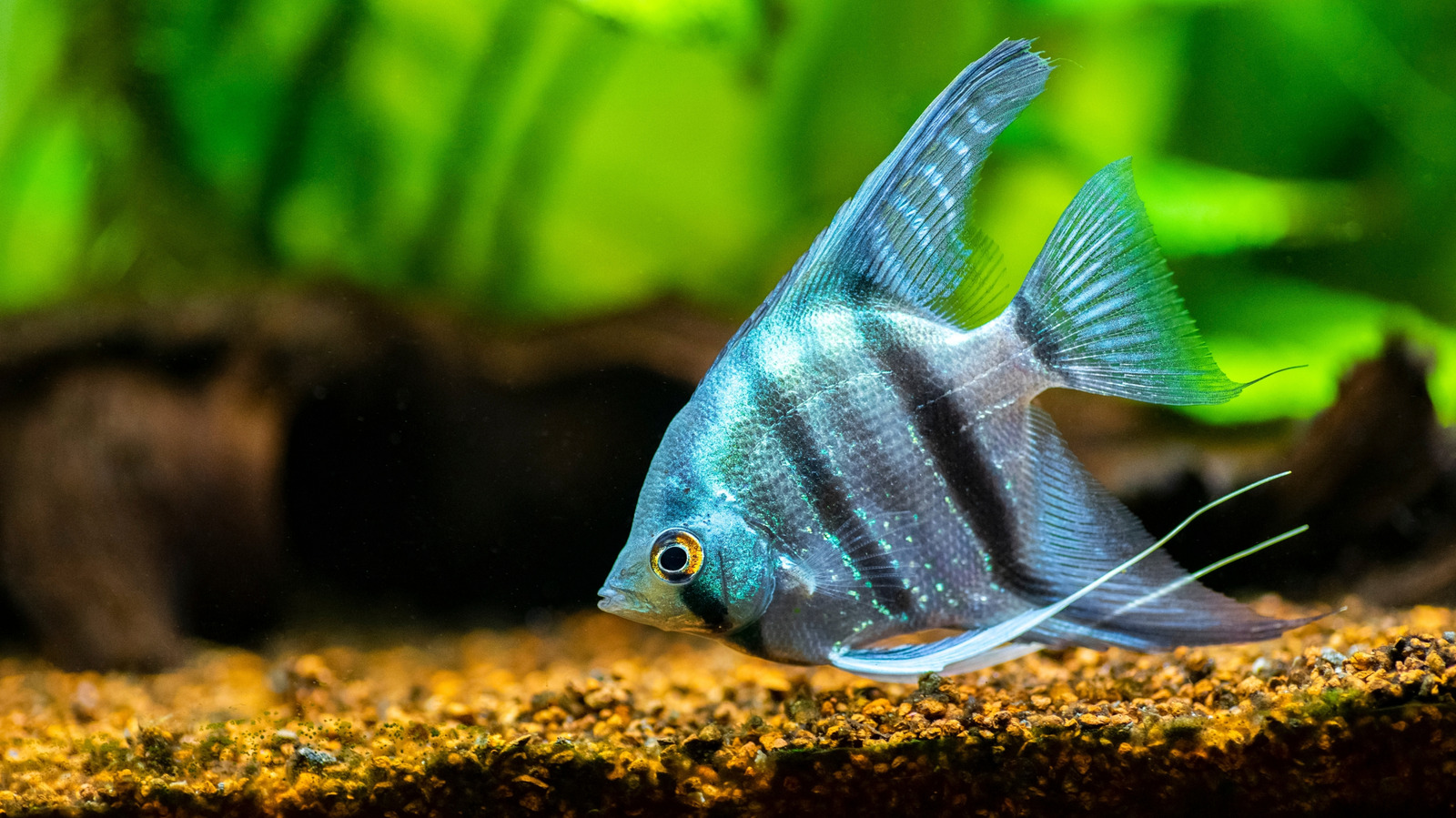 Swollen Bellies In Angel Fish