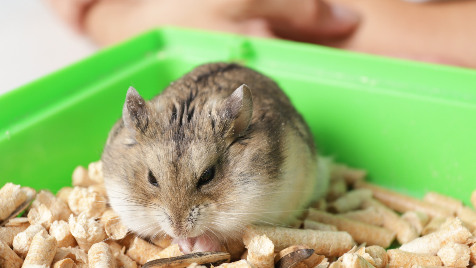 Picture of Symptoms Of A Stroke In A Hamster